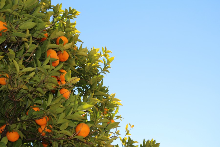 arbol, planta, naranja, cultivo, frutas, frutas, naranjo, 