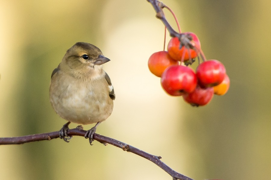 pajaro, ave, gorrion, naturaleza, 