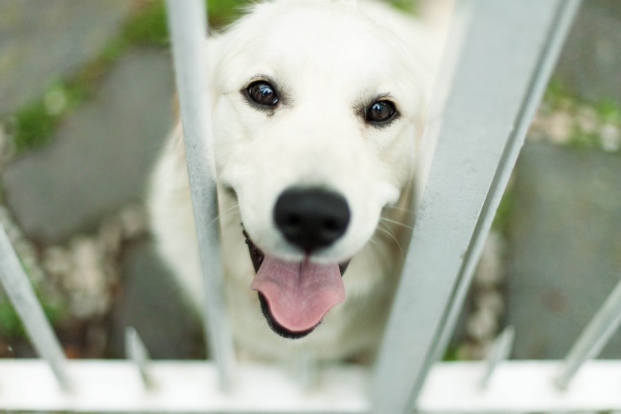 splitshire, animales perro, blanco, mascota, labrador, miranda, mirando, reja, interior, seguridad, guardia, guardian, tierno, 