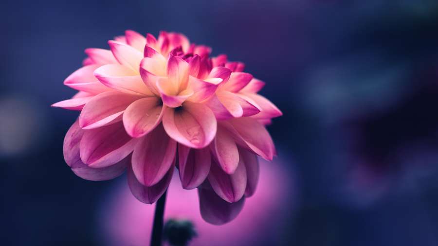 Flor, Papel Pintado, Floración De La Flor, Floración, Rosa, Flor Rosa, Flor Rosa, Pétalos, Púrpura, Belleza, Naturaleza, Fondos de pantalla 4k