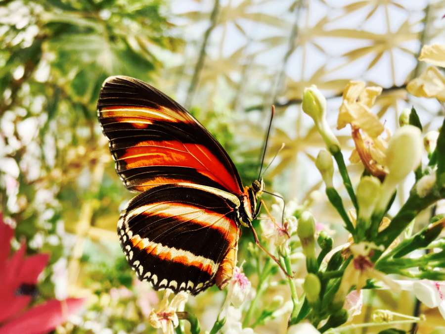 Flor, mariposa, jardín, macro, naturaleza, belleza, primavera, insecto, salvaje, primer plano, ala, detalle, hermosa, brillante, color, verano, flor, animal, fondo, natural, planta, medio ambiente, vida silvestre, monarca, prado, Romántico, tranquilo, escena, alas de mariposa, flor de mariposa, luz solar, fragilidad, fresco, vívido, frágil, paz, vegetación,