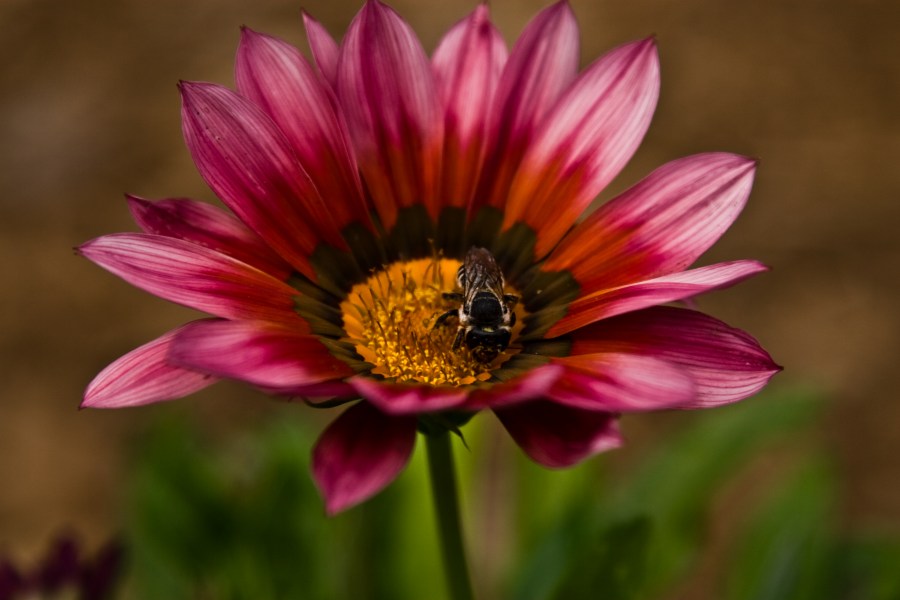 Abeja, insecto, flor, naturaleza, polinizacion, violeta, fondo, background, 