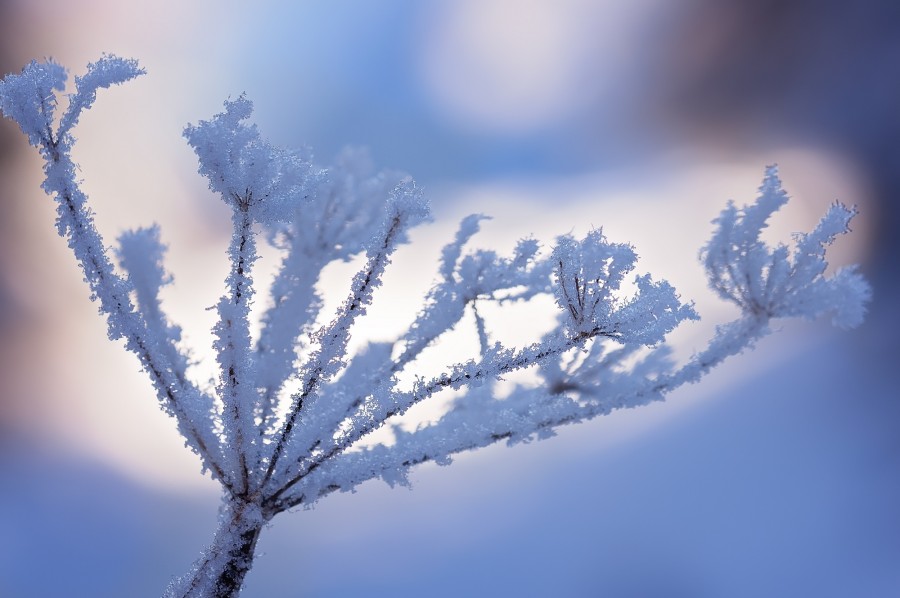 rama, congelado, invierno, naturaleza, nieve, nevado, frio, 
