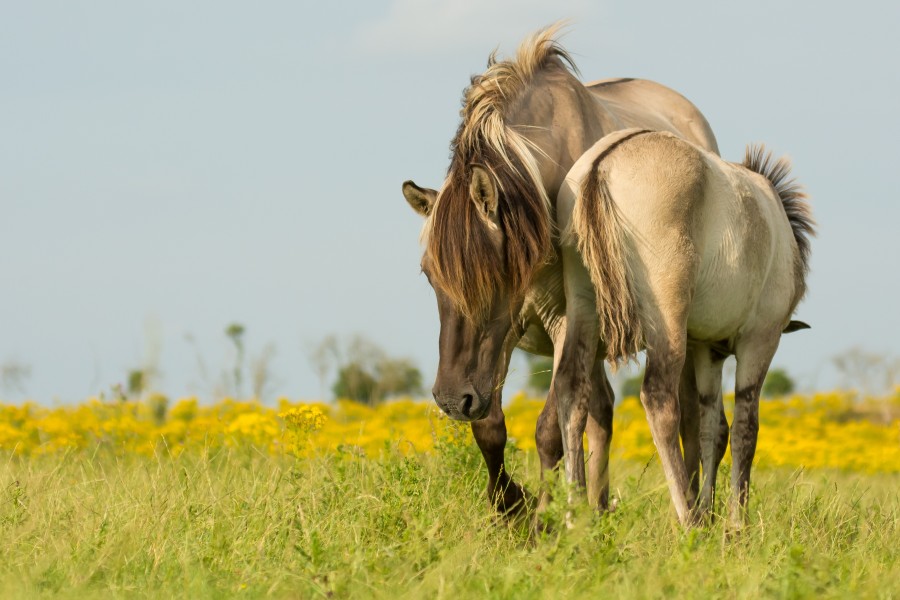 caballo, caballos, salvaje, animales animales, exterior, granja, dia, dos, 