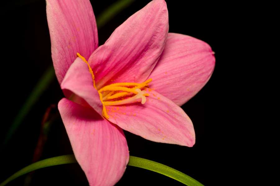 lirio, flor, naturaleza, fondo, macro