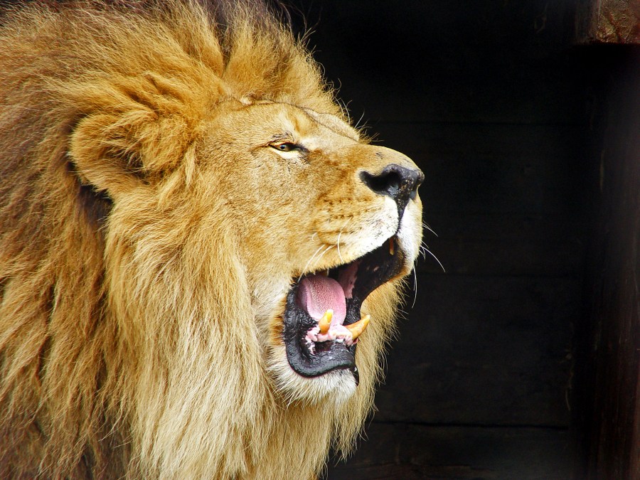 animales leon, uno, boca abierta, boca, rugir, rugido, poder, rey, selva, macho, vista de perfil, grito, gritar, colmillos,