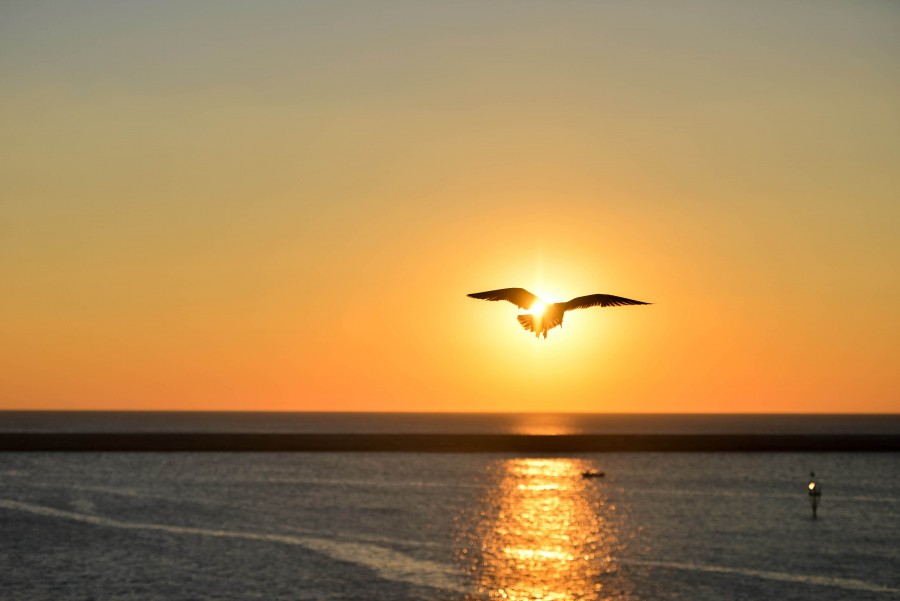 Oceano, naranja, Gaviota, Cielo, Puesta de sol, amarillo, animales pajaro, vuelo, sol, salida del sol,