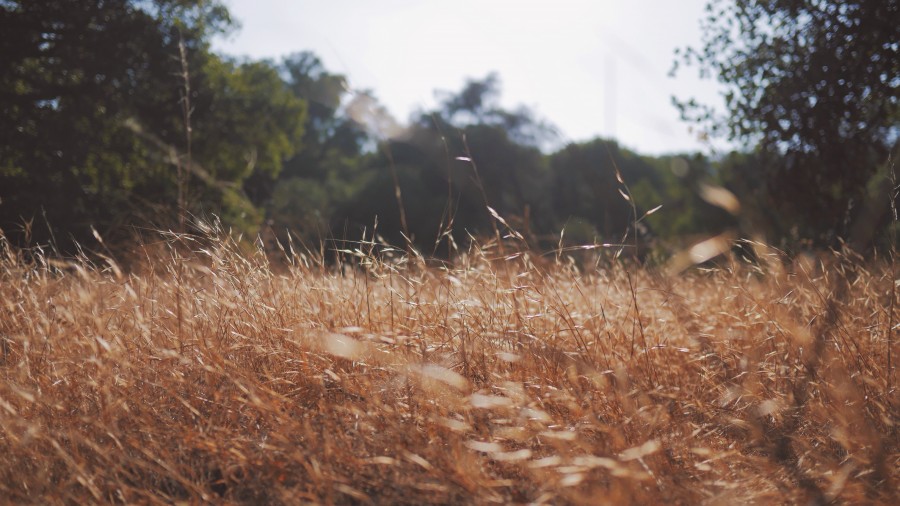 pasto, seco, otoño, nature, detalle, exterior, dia, naturaleza, 