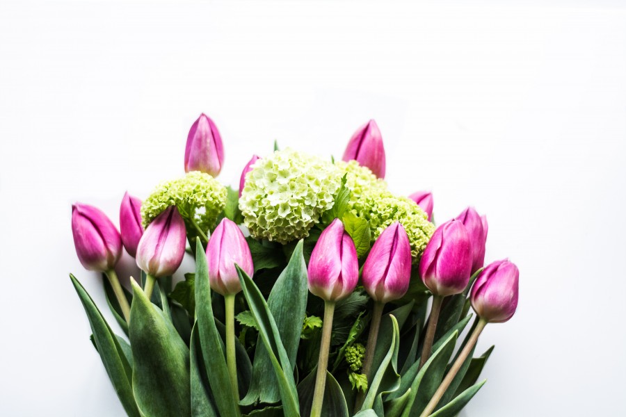 fondo blanco, ramo de flores, ramo, flor, flores, primavera, tulipan, tulipanes, violeta, frescura, fresco, 