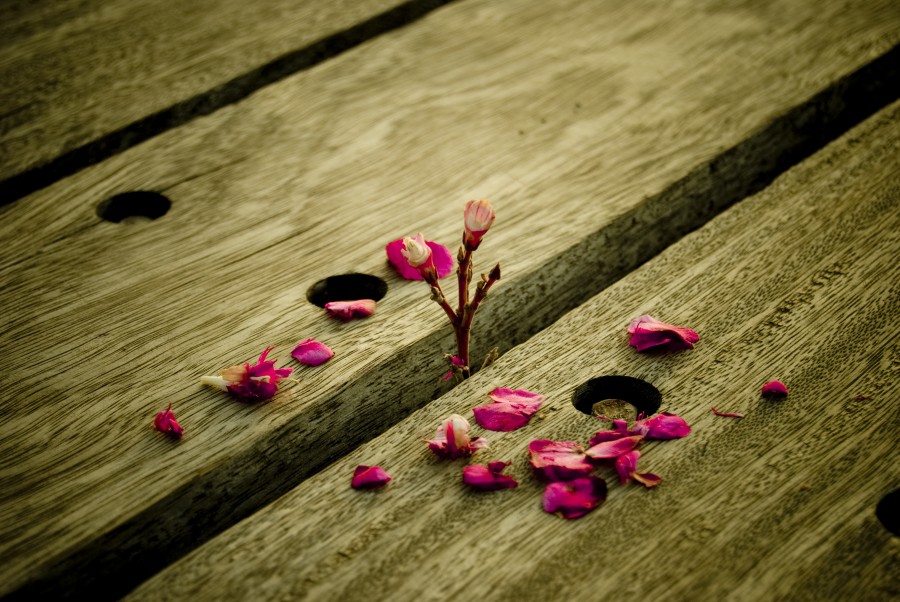 flor, flores, planta, crecimiento, evolucion, primavera, florecer, florido, petalos, 