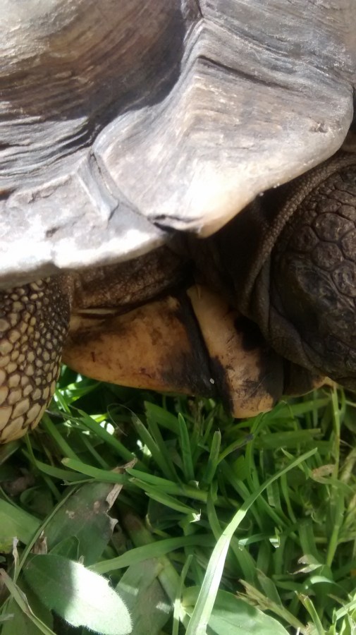 Un animalesTortuga,Jardin