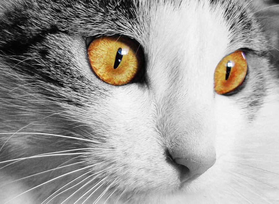 gatito, bebé de gato, animales jóvenes, agresivo, caza, gato, pieles, encantadora, animales, carnívoros, lindo, esponjoso, cabello, bebé, mamífero, pata, mascotas, juguetón, retrato, pura sangre, pequeños, curioso, querido , fotos gratis,  imágenes gratis, Gato doméstico, Cabeza de animales Retrato, Gato melado, Monada, Gatito, Animales, Fotografía, Mirando a la cámara, Animal doméstico, Animal joven, Color, Día, Horizontal, Interior, Mascota, Nadie, Ojo de Animales, Parte del cuerpo animales Temas de animales, Un animales adorable, tierno, mascota, peludo, melena, colores, pelos, rayas, felino, minino, micifuz, michino, madrileño, felido, gatuno, fondos de pantalla hd, fondos de pantalla 4k, resolucion 4k, salvapantalla

