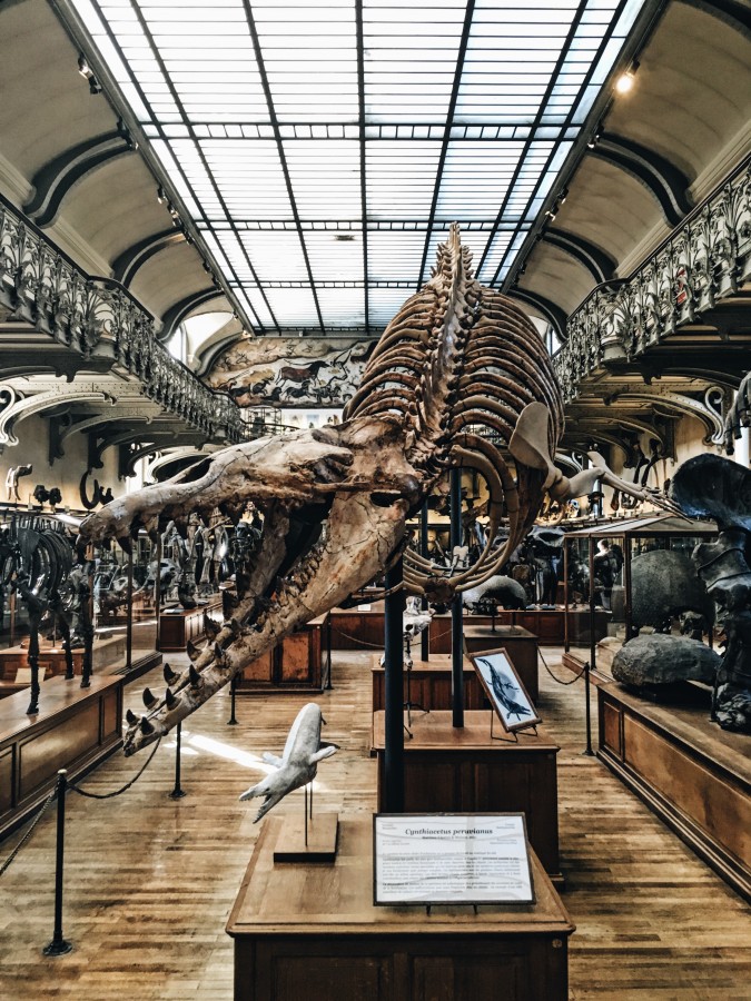 museo, arqueologico, arqueologia, dinosaurio, paleontologia, esqueleto, pasado, 