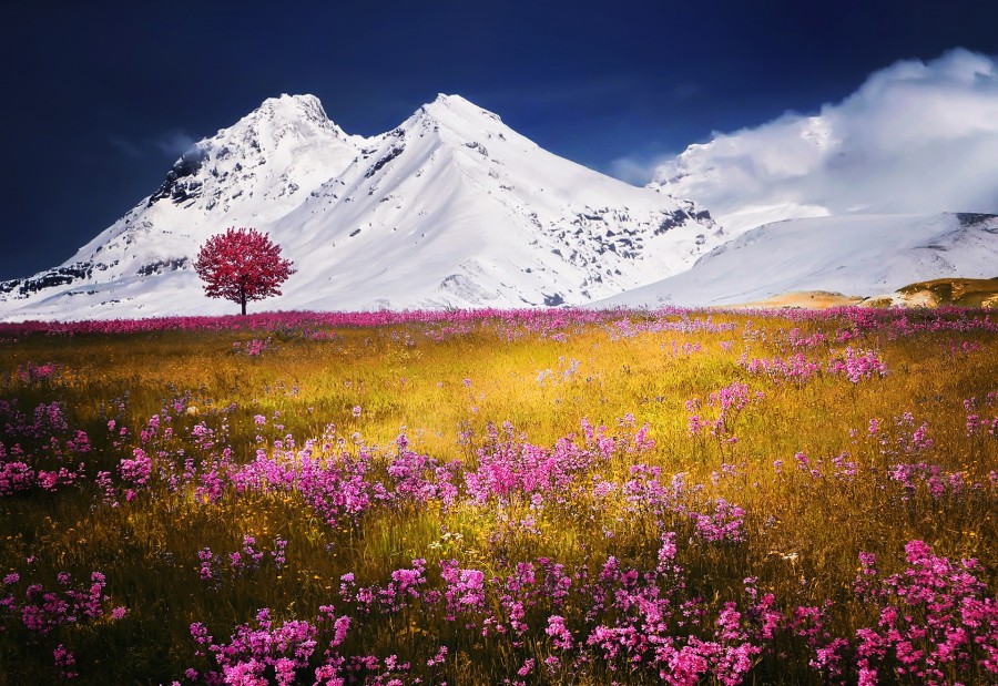 alpes, suizos, suiza, europa, montaña, nevado, nieve, paisaje, campo, primavera, 