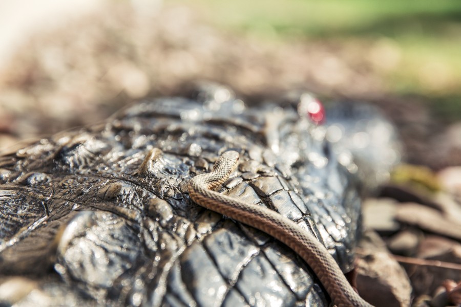 serpiente, reptil, primer plano, naturaleza, animales 