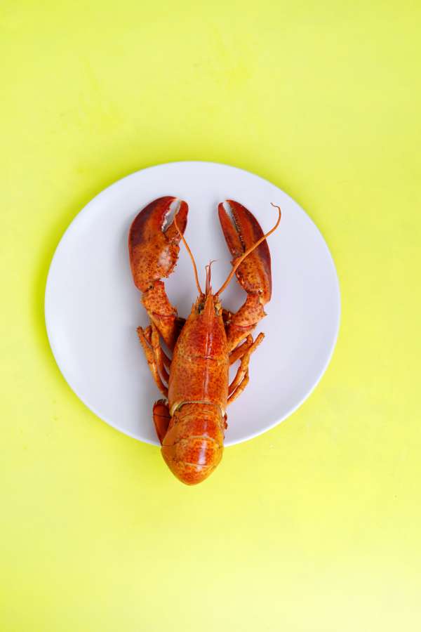 langosta, comida, plato, cena, gastrónomo, mariscos, cocido, comida, cocina, plato, a la parrilla, delicioso, mariscos, fresco, restaurante, mar, almuerzo, rojo, primer plano, saludable, fondo, cocina, crustáceo, cáscara, lujo, costoso, tradicional, parrilla, sabroso, limón, comer, vegetal, todo, pescado, comida, al vapor, cola, garra, carne, cangrejo de río, cangrejo, negro, delicadeza, culinario, frescura, Oceano, camarón, blanco, salsa, gamba