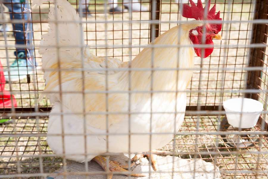 gallina, blanco, jaula, granja, animal, cresta, roja, 