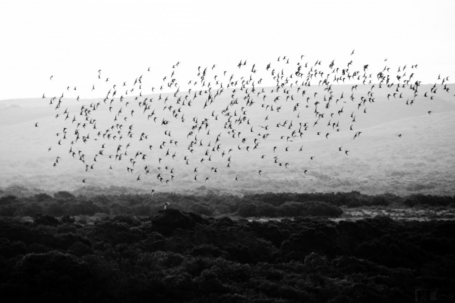 Bandada de pajaros, pajaros, animales, naturaleza, blanco y negro, migracion, migrar, aves, 