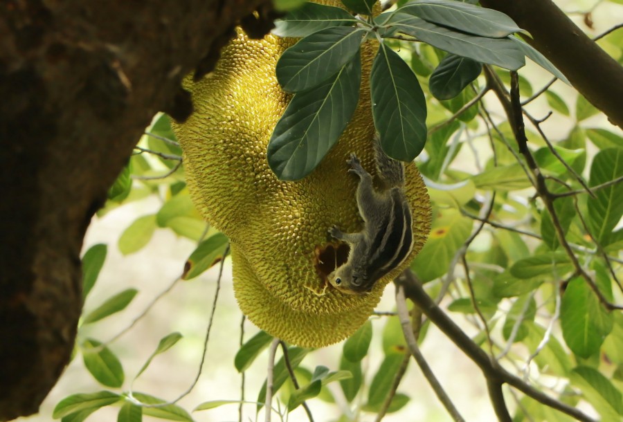 ardilla, animales roedor, arbol, frutas, comidas, naturaleza, 