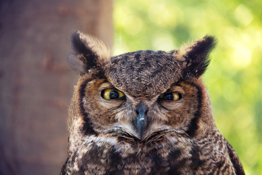 animales aragon, auttum, autumn, ave, bird, buho, fall, fauna, naturaleza, nature, otoo, owl, pajaro, portrait, retrato, sorpresa, seño fruncido,