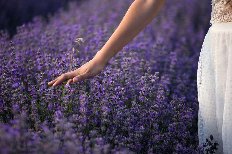 flor, verano, púrpura, mano, planta, toque, natural, hierba, lavanda, hermosa, campo, florecer, flor, naturaleza, aromaterapia, relajación, vistoso, herbario, jardín, floreciente, violeta, salud, fresco, mujer, dedos, blanco, belleza, aroma, niña, floral, hembra, Francia, flora, terapéutico, sensación, fondo, campo, calma, Provence, perfumado, paisaje, joven, soleado, al aire libre, rural, sol, puesta de sol, prado, fragante, relajarse