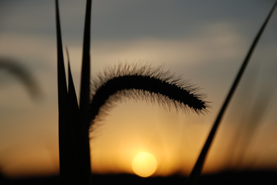 campo, atardecer, planta, trigo, sol, puesta de sol, ocaso, nadie, paisaje, dia, naturaleza, 