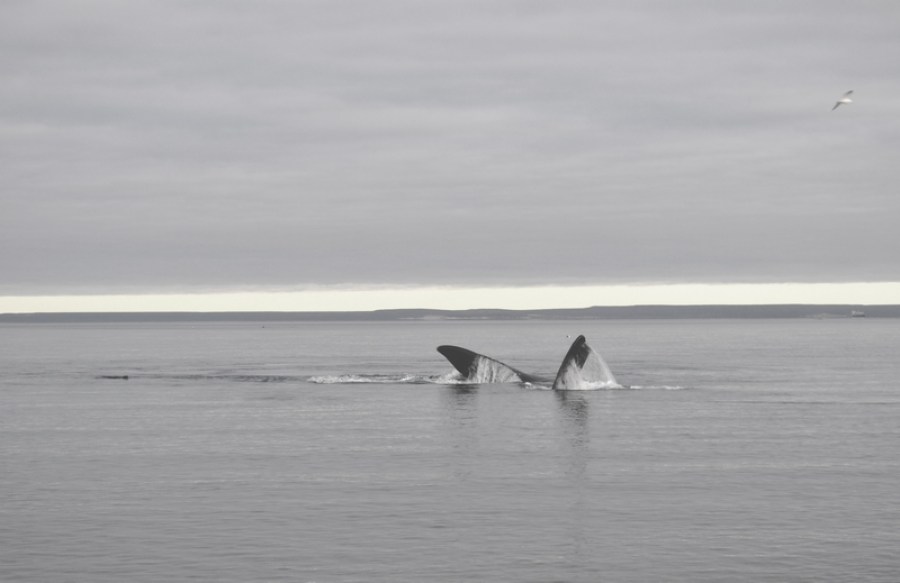 puerto madryn, aleta, ballena, austral, costa, argentina, 