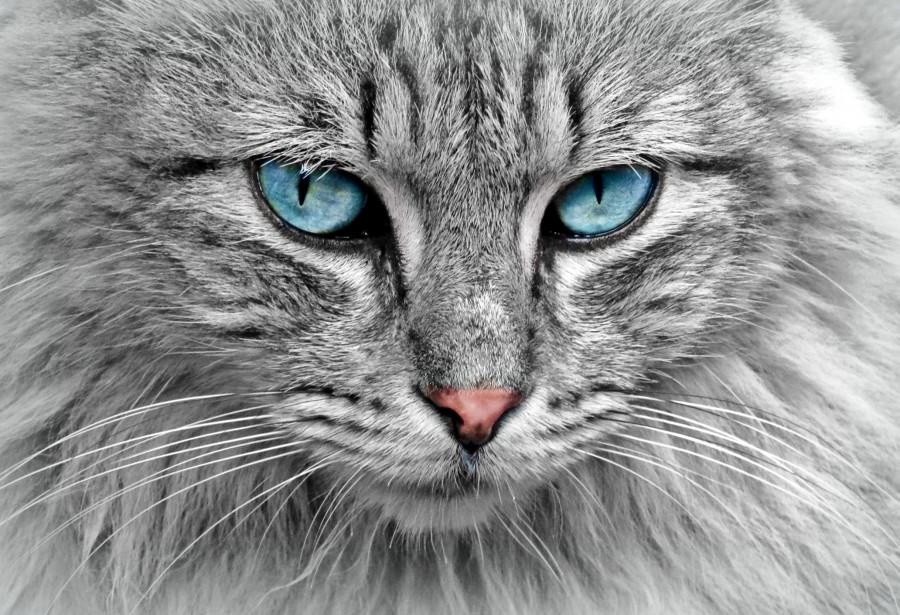 gatito, bebé de gato, animales jóvenes, agresivo, caza, gato, pieles, encantadora, animales, carnívoros, lindo, esponjoso, cabello, bebé, mamífero, pata, mascotas, juguetón, retrato, pura sangre, pequeños, curioso, querido , fotos gratis,  imágenes gratis, Gato doméstico, Cabeza de animales Retrato, Gato melado, Monada, Gatito, Animales, Fotografía, Mirando a la cámara, Animal doméstico, Animal joven, Color, Día, Horizontal, Interior, Mascota, Nadie, Ojo de Animales, Parte del cuerpo animales Temas de animales, Un animales adorable, tierno, mascota, peludo, melena, colores, pelos, rayas, felino, minino, micifuz, michino, madrileño, felido, gatuno, fondo de pantalla HD, fondo de pantalla 4k, resolucion 4k, Salvapantallas