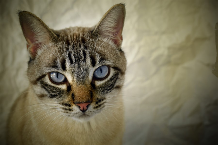 gatito, bebé de gato, animales jóvenes, agresivo, caza, gato, pieles, encantadora, animales, carnívoros, lindo, esponjoso, cabello, bebé, mamífero, pata, mascotas, juguetón, retrato, pura sangre, pequeños, curioso, querido , fotos gratis,  imágenes gratis, Gato doméstico, Cabeza de animales Retrato, Gato melado, Monada, Gatito, Animales, Fotografía, Mirando a la cámara, Animal doméstico, Animal joven, Color, Día, Horizontal, Interior, Mascota, Nadie, Ojo de Animales, Parte del cuerpo animales Temas de animales, Un animales adorable, tierno, mascota, peludo, melena, colores, pelos, rayas, felino, minino, micifuz, michino, madrileño, felido, gatuno