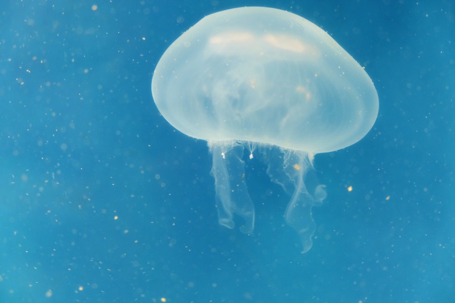 Invertebrados, aguamalas, malaguas, aguavivas, aguacuajada, lagrimas de mar, Cnidaria, Medusa, Medusas, Marino, Animales, Animales, fondo del mar, fondo, background, marino, acuario, uno, 