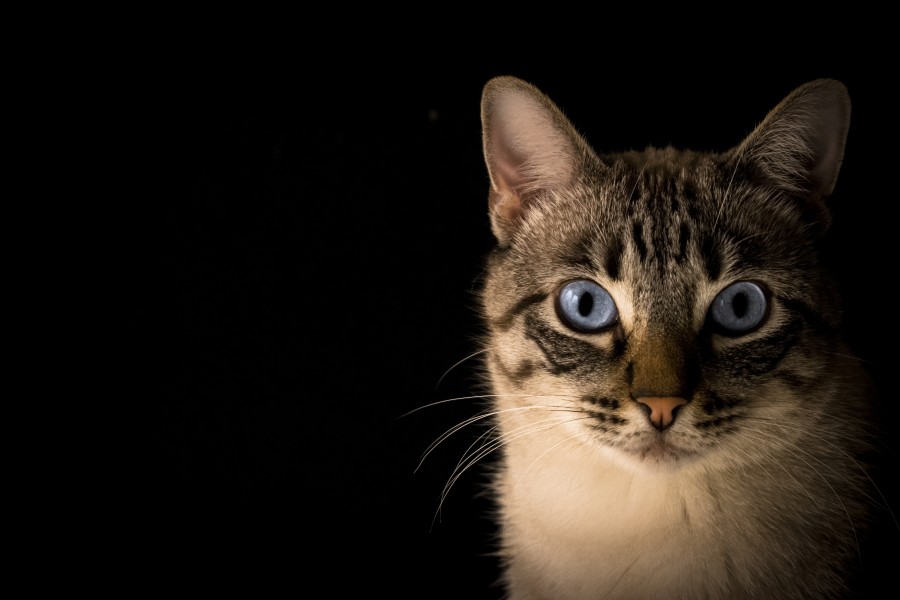Fondo negro, ojos azules, bigotes de gato, mirada gato, fondo de pantalla HD, fondo de pantalla 4k, resolución 4k, salvapantalla, gatito, bebé de gato, animales jóvenes, agresivo, caza, gato, pieles, encantadora, animales, carnívoros, lindo, esponjoso, cabello, bebé, mamífero, pata, mascotas, juguetón, retrato, pura sangre, pequeños, curioso, querido , fotos gratis,  imágenes gratis, Gato doméstico, Cabeza de animales Retrato, Gato melado, Monada, Gatito, Animales, Fotografía, Mirando a la cámara, Animal doméstico, Animal joven, Color, Día, Horizontal, Interior, Mascota, Nadie, Ojo de Animales, Parte del cuerpo animales Temas de animales, Un animales adorable, tierno, mascota, peludo, melena, colores, pelos, rayas, felino, minino, micifuz, michino, madrileño, felido, gatuno

