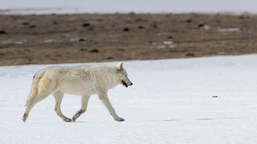 lobo, animales uno, nieve, naturaleza, pelaje, blanco, lobo polar, Canis lupus arctos