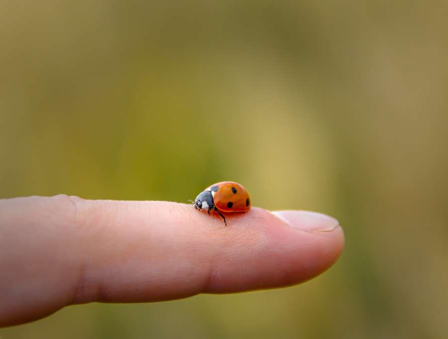 mariquita, pequeño, dedo, yema del dedo, sentado, patio trasero, escarabajo, pájaro, cuerpo, parte del cuerpo, primer plano, coccinellidae, lindo, detalle, puntos, huella digital, jardín, insecto