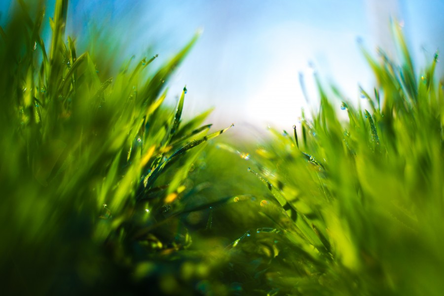 pasto, cesped, fondo, background, jardin, verde, 