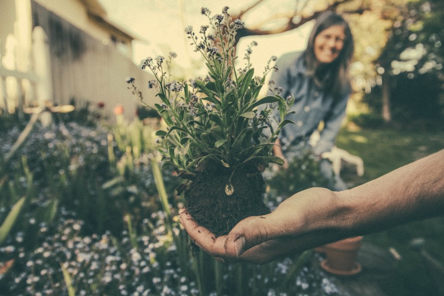jardineria, planta, raiz, manos, una persona, gente, mujer, exterior, tiempo libre, recreacion, huerta, diversion, hobbie, 