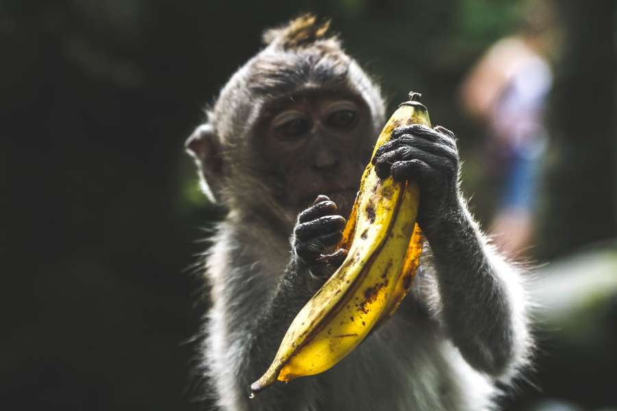mono, animales banana, comidas, simio, comer, salvaje, platano, exterior, uno, alimento, fruta