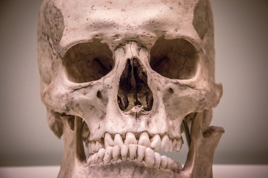 cabeza, calavera, esqueleto, head, museo, musseum, skeleton, skull, craneo, primer plano, hueso, 