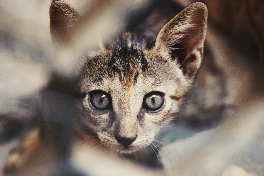 gatito, bebé de gato, animales jóvenes, agresivo, caza, gato, pieles, encantadora, animales, carnívoros, lindo, esponjoso, cabello, bebé, mamífero, pata, mascotas, juguetón, retrato, pura sangre, pequeños, curioso, querido , fotos gratis,  imágenes gratis, Gato doméstico, Cabeza de animales Retrato, Gato melado, Monada, Gatito, Animales, Fotografía, Mirando a la cámara, Animal doméstico, Animal joven, Color, Día, Horizontal, Interior, Mascota, Nadie, Ojo de Animales, Parte del cuerpo animales Temas de animales, Un animales adorable, tierno, mascota, peludo, melena, colores, pelos, rayas, felino, minino, micifuz, michino, madrileño, felido, gatuno