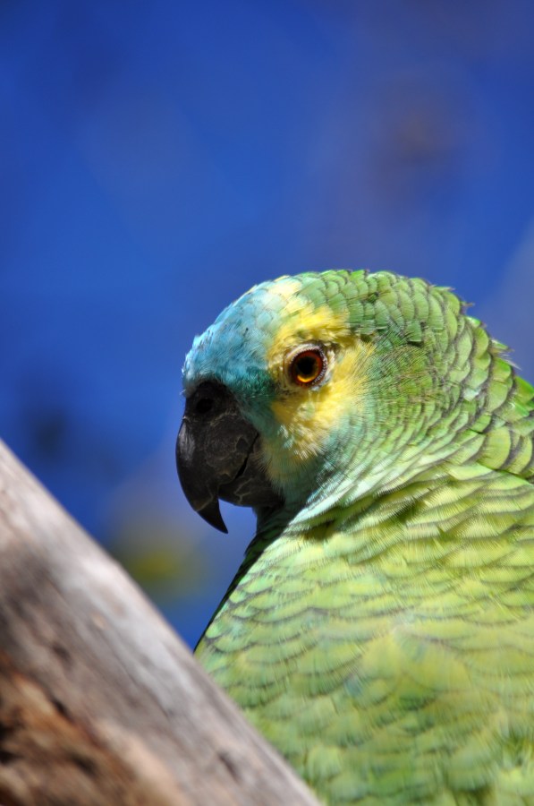 Un Animales, Loro, Lorito, Verde, Ave, Aves