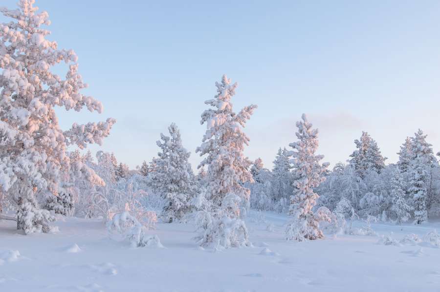 paisaje de invierno, árboles congelados, paisaje nevado, paisaje, increíble, condado, congelado, nevado, amanecer, árboles, invierno, fondo, hermosa, belleza, azul, rama, brillante, navidad, frío, día, diciembre, medio ambiente