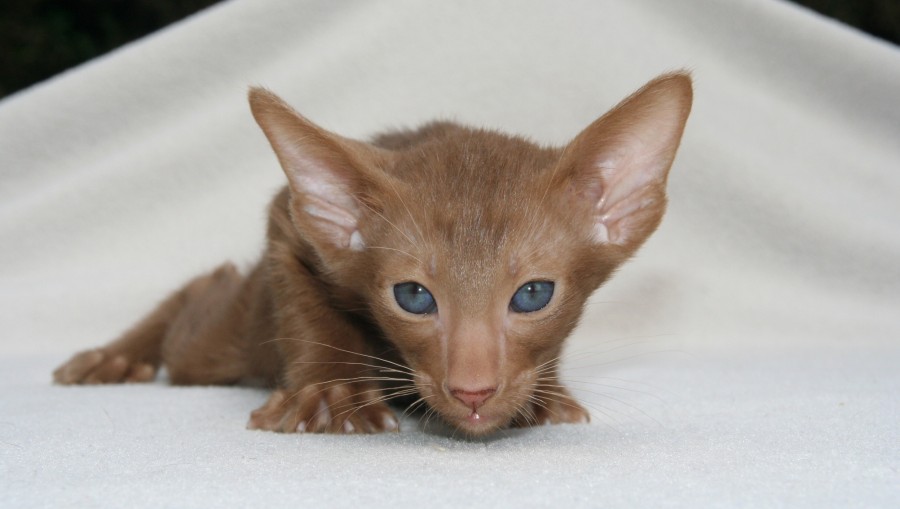 gatito, bebé de gato, animales jóvenes, agresivo, caza, gato, pieles, encantadora, animales, carnívoros, lindo, esponjoso, cabello, bebé, mamífero, pata, mascotas, juguetón, retrato, pura sangre, pequeños, curioso, querido , fotos gratis,  imágenes gratis, Gato doméstico, Cabeza de animales Retrato, Gato melado, Monada, Gatito, Animales, Fotografía, Mirando a la cámara, Animal doméstico, Animal joven, Color, Día, Horizontal, Interior, Mascota, Nadie, Ojo de Animales, Parte del cuerpo animales Temas de animales, Un animales adorable, tierno, mascota, peludo, melena, colores, pelos, rayas, felino, minino, micifuz, michino, madrileño, felido, gatuno, recién nacido, ojos azules, marrón, 
fondos de pantalla hd, fondos de pantalla 4k, resolucion 4k, salvapantalla 