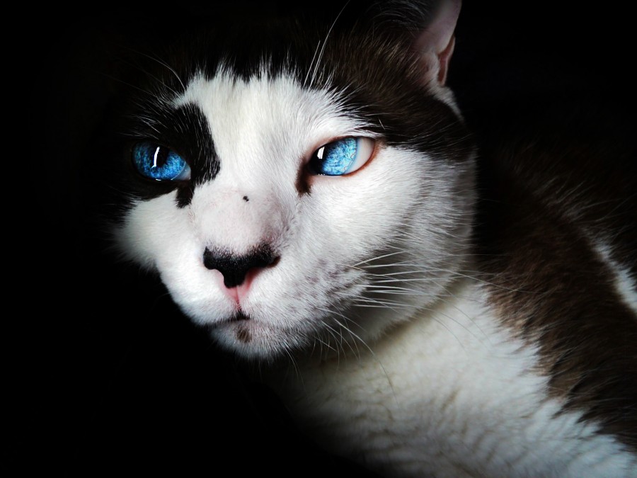 gatito, bebé de gato, animales jóvenes, agresivo, caza, gato, pieles, encantadora, animales, carnívoros, lindo, esponjoso, cabello, bebé, mamífero, pata, mascotas, juguetón, retrato, pura sangre, pequeños, curioso, querido , fotos gratis,  imágenes gratis, Gato doméstico, Cabeza de animales Retrato, Gato melado, Monada, Gatito, Animales, Fotografía, Mirando a la cámara, Animal doméstico, Animal joven, Color, Día, Horizontal, Interior, Mascota, Nadie, Ojo de Animales, Parte del cuerpo animales Temas de animales, Un animales adorable, tierno, mascota, peludo, melena, colores, pelos, rayas, felino, minino, micifuz, michino, madrileño, felido, gatuno, Siames, gato siames, ojos azules, blanco y negro, fondo negro, fondos de pantalla hd, fondos de pantalla 4k, resolucion 4k, salvapantalla