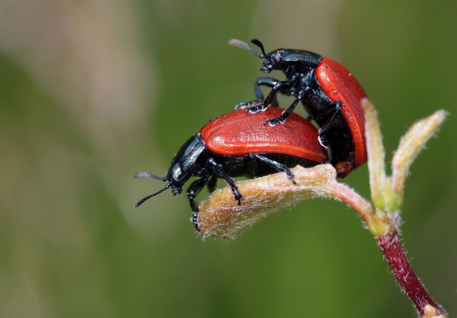 escarabajo, insecto, dos, naturaleza, primer plano, sexo, reproduccion, fertilidad, 