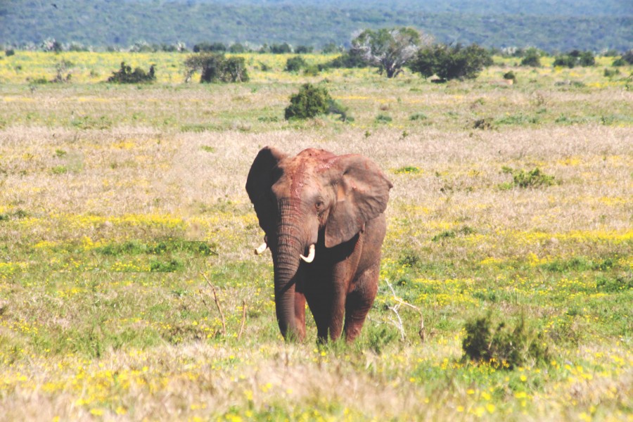 animales salvaje, elefante, africa, llanura, grande, colmillo, colmillos, marfil, 