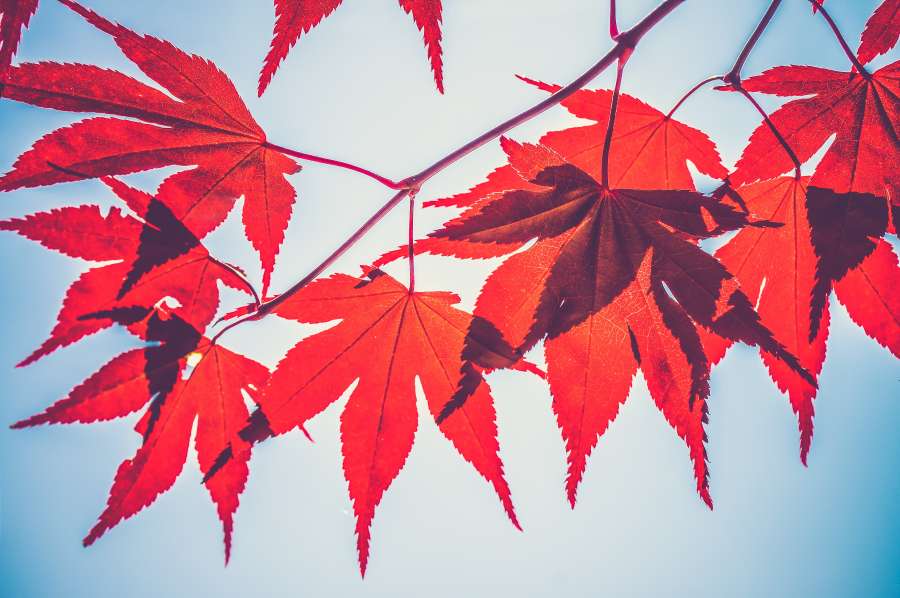 Otoño, Rojo, Arce, Caída, Rama, Hoja, Fondos de pantalla, Fondos de otoño, Fondos de otoño, Retroiluminado, Árbol, Encantador, fondos de pantalla hd