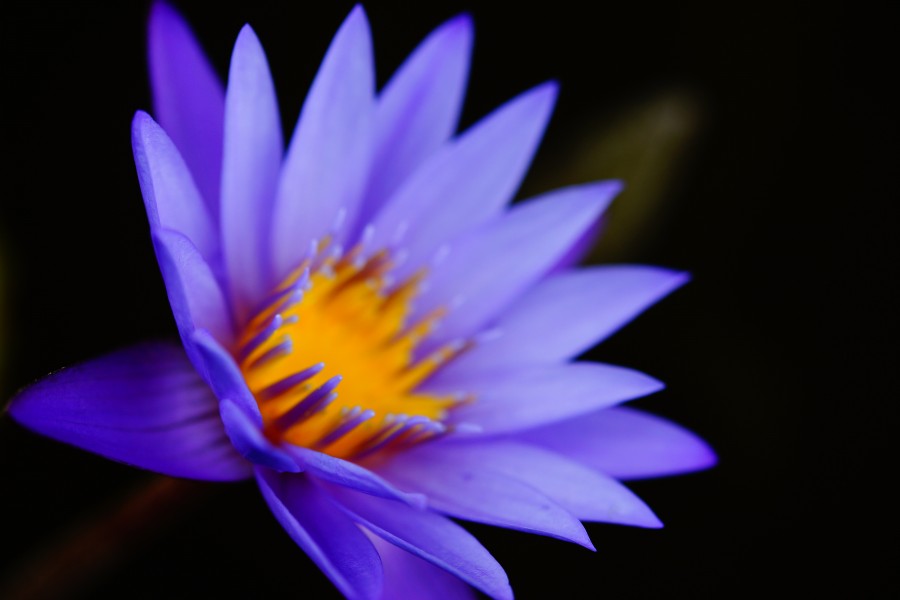 naturaleza, fondo, background, flor, violeta, lila, petalos, petalo, 