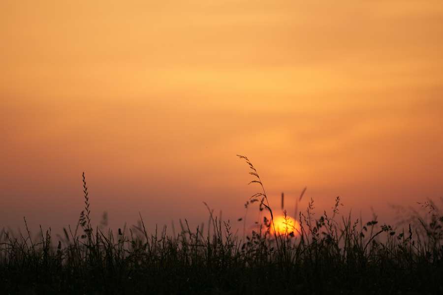 naturaleza, puesta de sol, campo, paisaje, luz de sol, cielo, sol, verano, fondo, granja, amanecer, temporada, rural, prado, hermosa, agricultura, planta, nube, césped, amarillo, país, escena, horizonte, azul, al aire libre, crecimiento, ambiente, ligero, campo, natural, verde, trigo, dorado, soleado, belleza, Tierras de cultivo, tierra, brillante, noche, sol, primavera, centeno, cereal, naranja, vistoso, cosecha, grano, Mañana, oro, cultivo