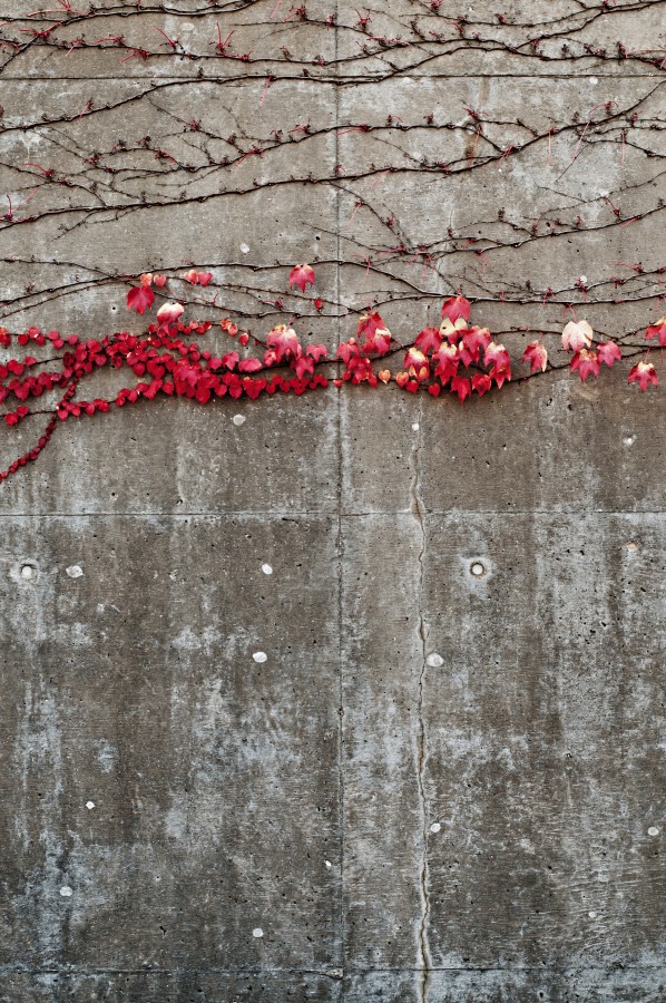 paredes, cemento, flores, otoño, background, fondo, textura, nadie, 