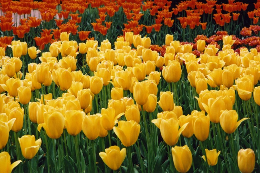 campo,jardin,flor,flores,Florido,color,colores,colorido,amarillo,Rojo,tulipan,tulipanes,naturaleza