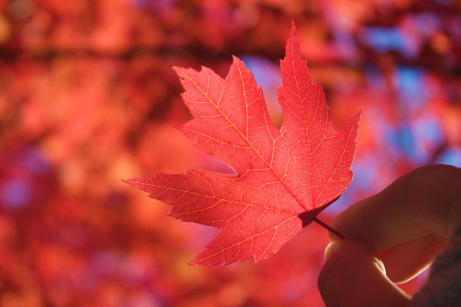 hoja,otoño,otoñal,rojizo,manos,canada,arse,estacion,fondo,manos,sostener,naturaleza,